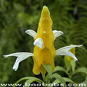 Pachystachys lutea